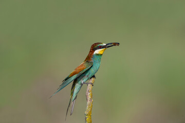 Rainbow Bee-eater perched on a tree branch, insect in its beak. The bird comes from a bird family called Meropidae and is found in Turkey.