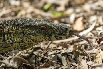 Lace Monitor in Queensland Australia