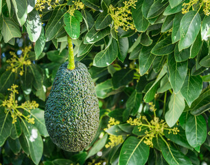 Ripe avocado fruit on an avocado tree on a sunny summer day.