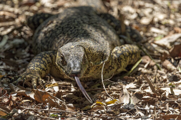 Lace Monitor in Queensland Australia