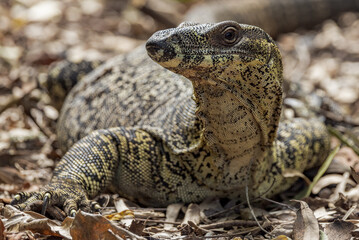 Lace Monitor in Queensland Australia