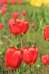 Obraz premium field of poppies