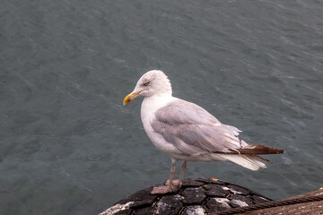 Goéland cendré posé sur un vieux pneu en front de mer