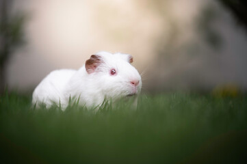 Cute white guinea pig in green grass