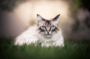 Naklejka na ściany i meble Cute white and gray cat laying in grass