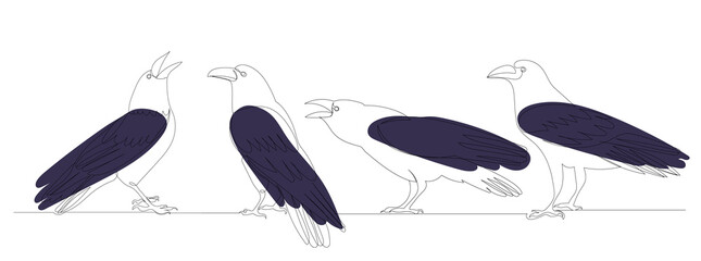 crows drawing in one continuous line, isolated, vector