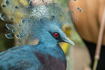 Victoria crowned pigeon close-up.