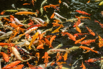 Lot of colorful asian carps swimming in the water.