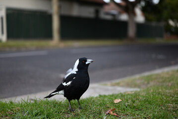 Australian magpie, Cracticus tibicen, standing on lawn beside a suburban street with crumbs of food on its beak