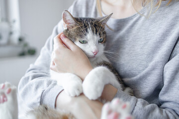 Grey relaxed tabby cute cat lies on woman's hands on sofa at home.