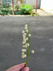 A person holds a lily of the valley in their hands. Closeup of convallaria majalis flower. A tiny twig of lily of the valley against blurry background