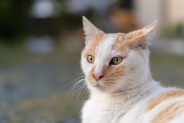 可愛い猫　茶白猫