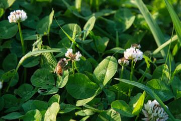 白いクローバーの花で蜜を吸うハチの風景