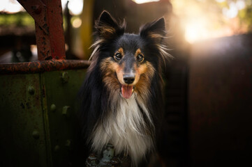 Cute portrait of a sheltie