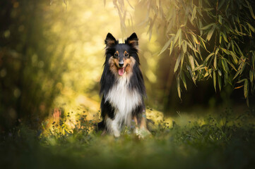 Obraz premium Cute portrait sheltie in grass