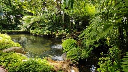 Beautiful streams, trees and rocks in Thailand. Photo. There are koi fish in the stream.