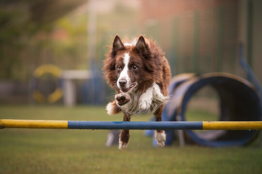 Brown border collie jumping agility