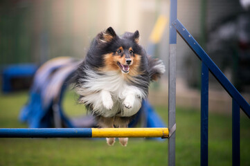 Sheltie dog jumping agility