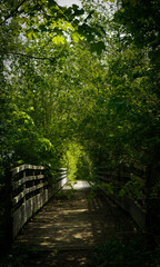 wooden pontoon in a forest