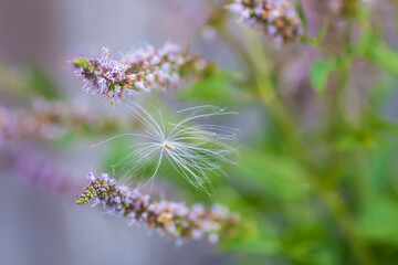 Fresh organic flowering mint plants for herbal tea.