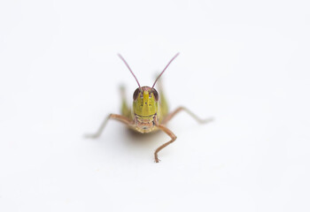Grasshopper insect on white background