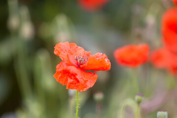 Red poppy flowers. Wildflowers blooming in summer field.