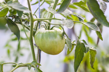 Organic tomatoes grown in a greenhouse.