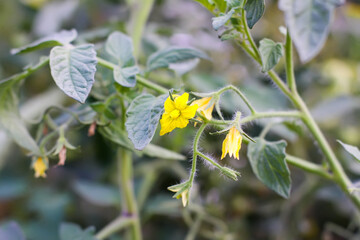 Organic tomatoes are grown in a greenhouse. Yellow flowers. Vegetables in flowering season. 