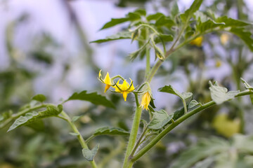 Organic tomatoes are grown in a greenhouse. Yellow flowers. Vegetables in flowering season. 