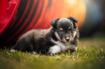 Fototapeta na wymiar Cute portrait sheltie dog puppy tunnel agility