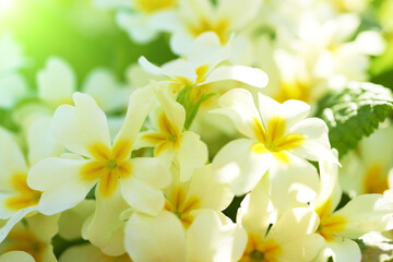 Fototapeta na wymiar Spring yellow flowers