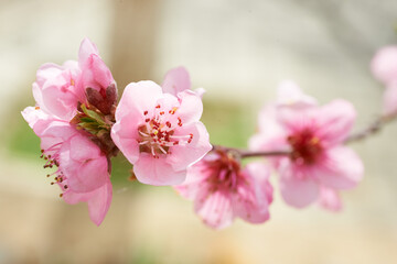 Branch with Almond pink flowers