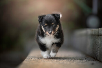 Cute portrait sheltie puppy walking