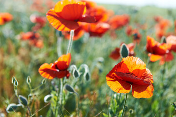 Beautiful red flowers poppies