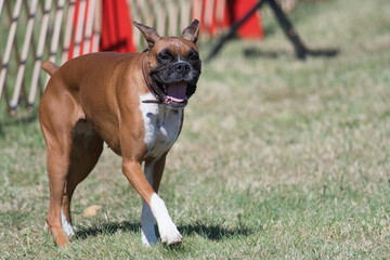 Boxer walking on field of grass