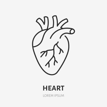 Heart doodle line icon. Vector thin outline illustration of human internal organ. Black color linear sign for cardiovascular system