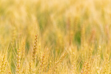 黄金色の小麦畑