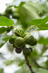 Green figs fruit hanging on the branch of a fig tree, ficus carica.