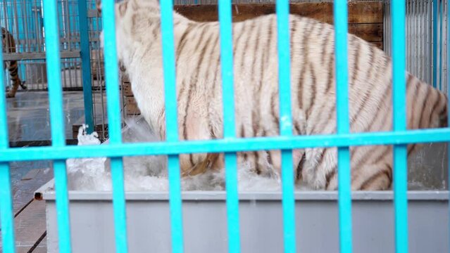 Tiger bathes in water. White tiger in a cage.