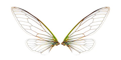 wings of cicada insect isolated