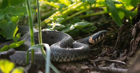 Snake crawling in the grass