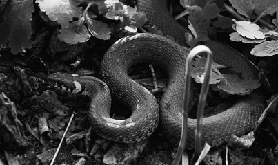 Snake crawling in the grass