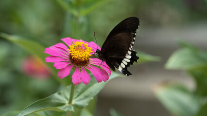Butterflies and flowers in the summer day with Blur background leaf
