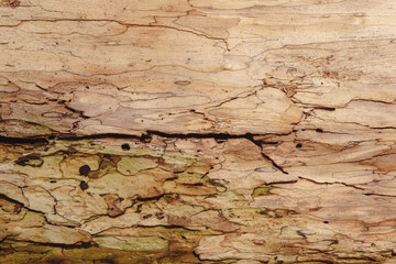 Textural image of a wooden surface