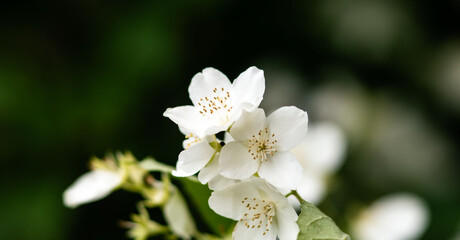 A flowering tree in early spring