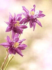 Kwiaty - Columbine, aquilegia
