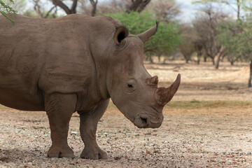 Fototapeta premium Wild african animals. Portrait of a male bull white Rhino grazing in Etosha National park.
