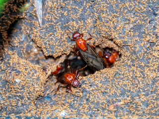 Image of the queen of ants on dry branches. weaver ant queen. Insect. Animal