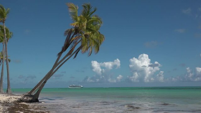 Palm trees on a sandy beach. Caribbean
