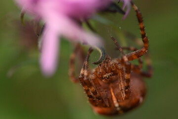 Duży pająk krzyżak na Astrze. - obrazy, fototapety, plakaty